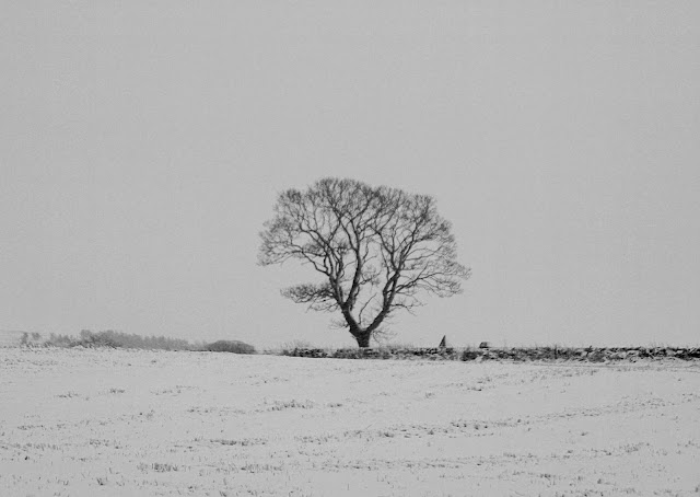 Snow views from the back garden at home