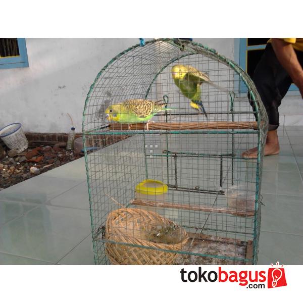 Ternak Parkit info burung