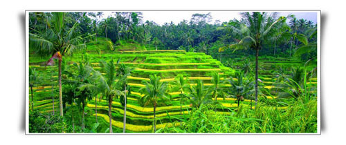 Bali Male Escort - picture of Tegalalang Rice Terrace