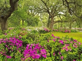 Garden Flower