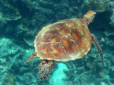 Awesome Ocean Turtles by cool wallpapers at cool wallpapers and cool and beautiful wallpapers