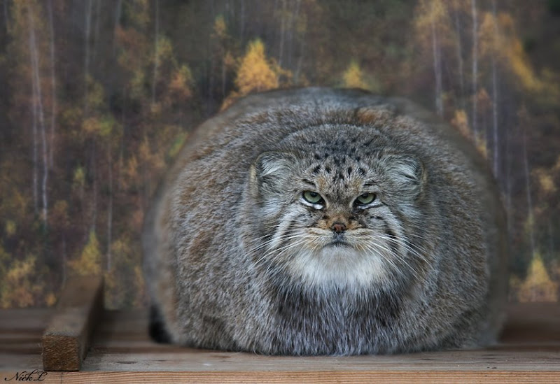 fat cat