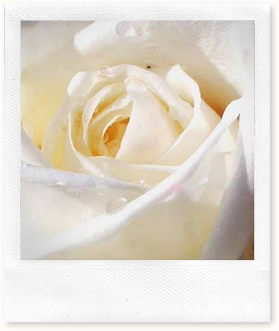 buttercreamwhite-rose-picture