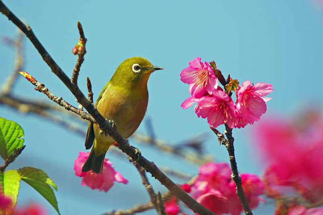bird, Japanese White Eye, Mejiro,humor,Cherry Blossoms, sakura