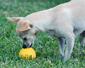 chihuahua in grass with yellow ball