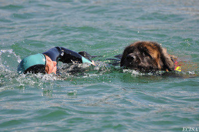  Chien sauveteur à l'eau fait une nage en binôme maître-chien ( Léonberg ) Ikke photographe JD AMET  Jura