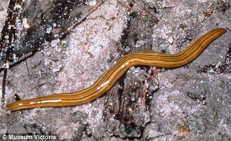 worms in humans. worms in humans. how Planarian