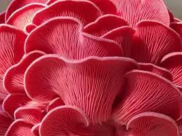 Bulk Mushroom Supplier In Dadra And Nagar Haveli