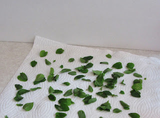 Bobbins of Basil | Chocolate Mint Fudge, straight from the garden