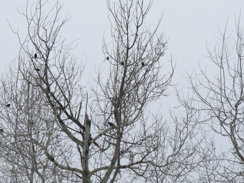 starlings