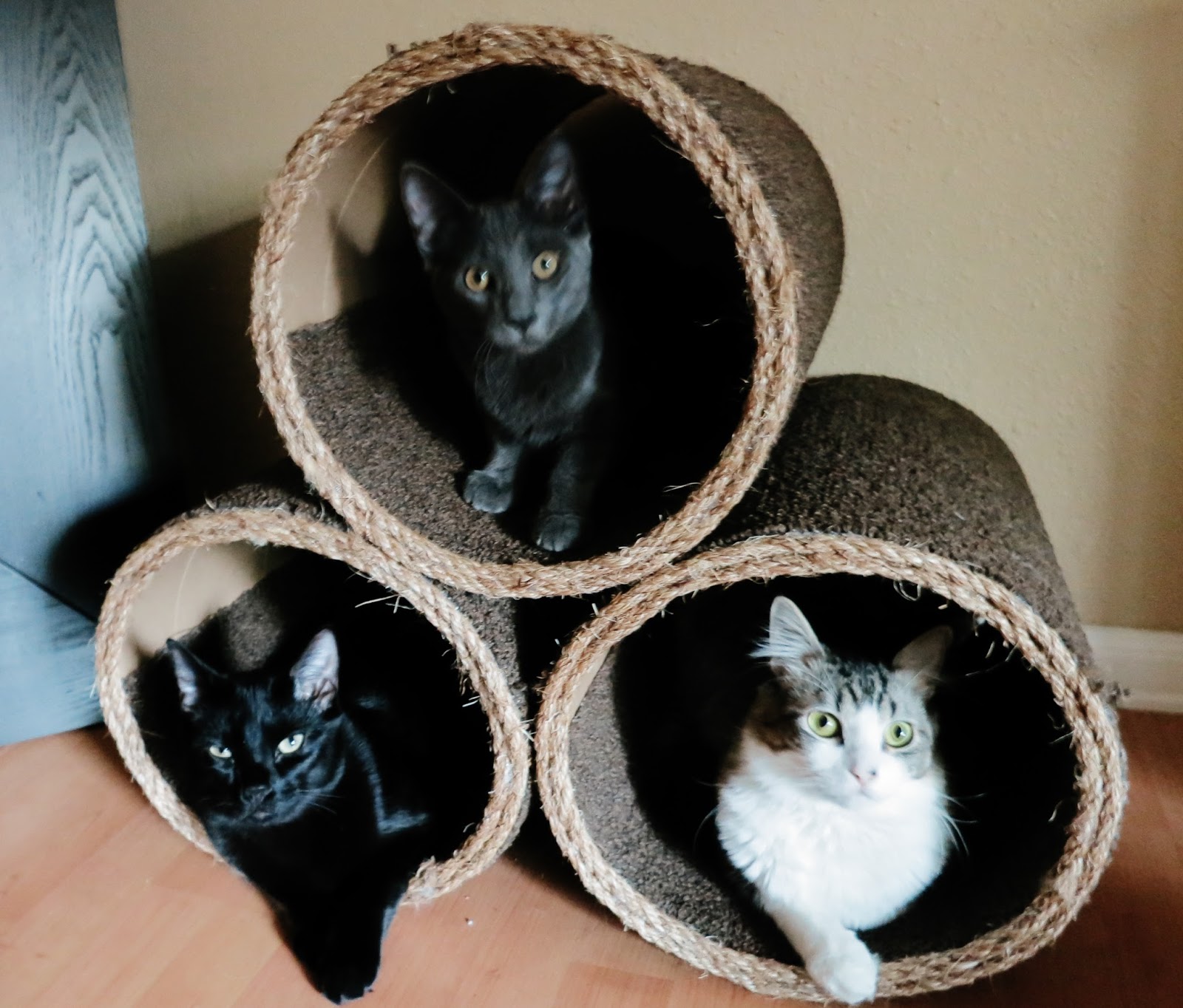  diy cat condo blueprints modern cat condo diy cat condo plans diy