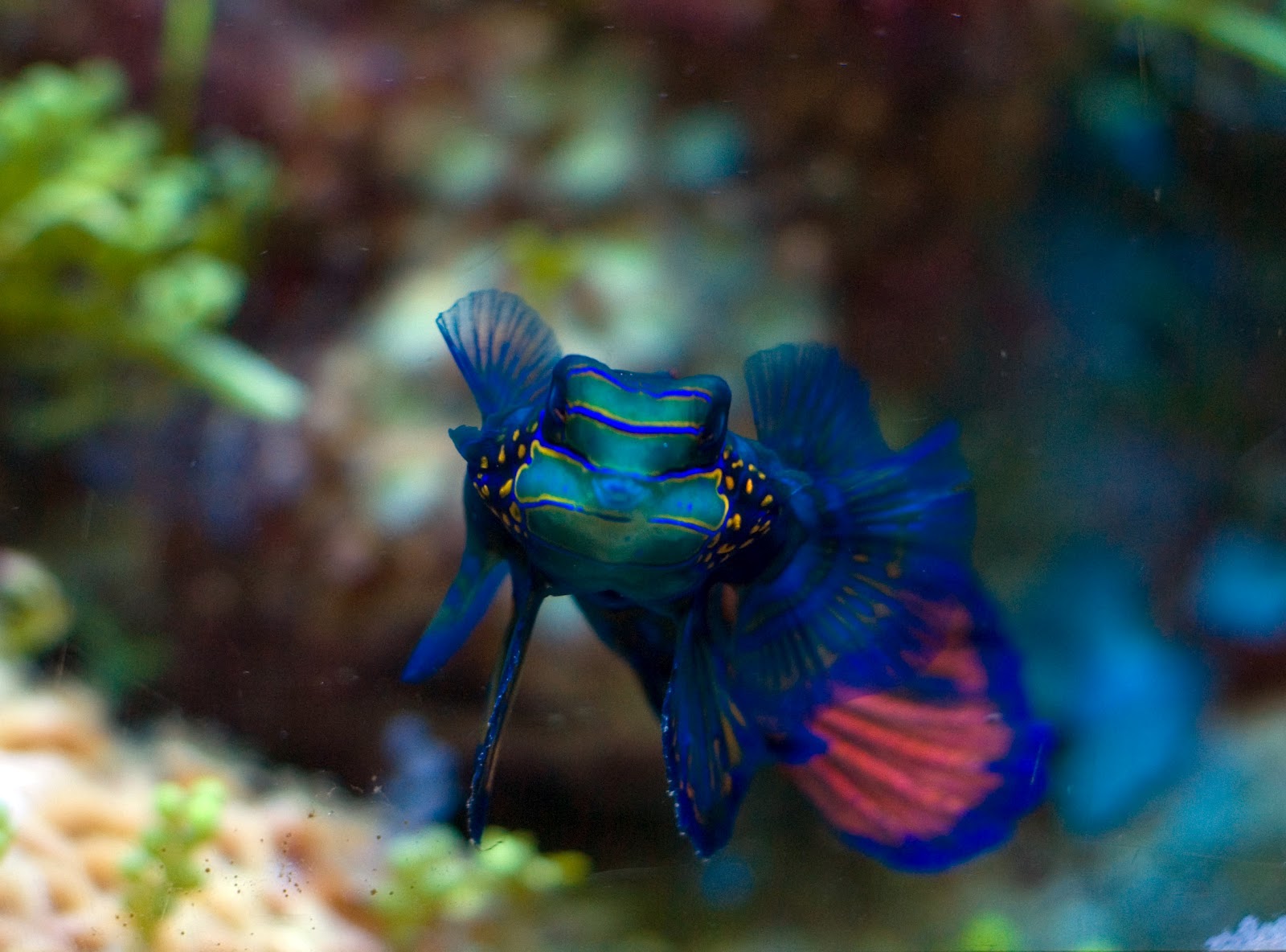 Top 3 Most  Beautiful  Fish  Animal Photo