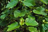 Adina cordifolia
