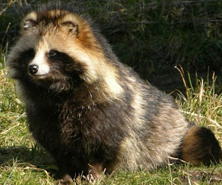 Raccoon Dog - Hewan Aneh