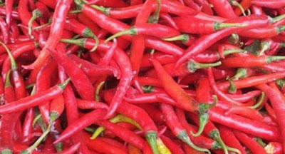 Tips Menanam Cabe Merah - Panen Cabe Melimpah Bebas Penyakit