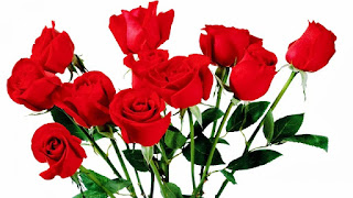 Gambar Bunga Mawar Merah Yang Cantik_Red Roses Flower 2004