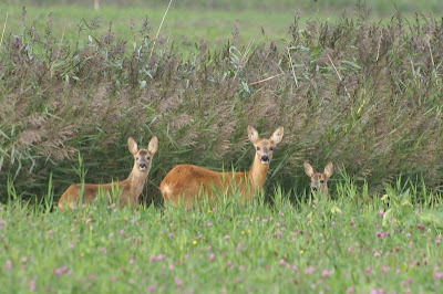 Ree - Ree - Capreolus capreolus