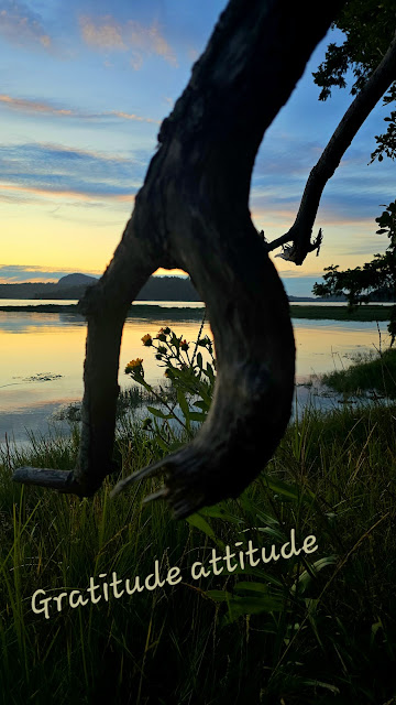 Tree branch, sunset sky, plants, water