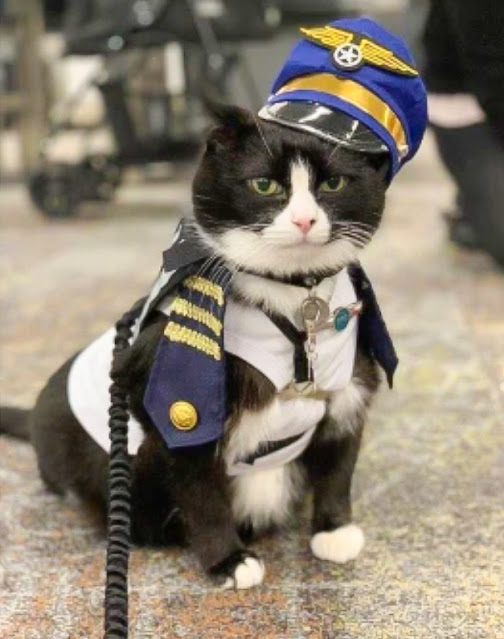 Duke Ellington Morris an airport therapy cat who was a starving feral cat until rescued
