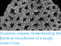 https://sciencythoughts.blogspot.com/2020/05/oulastrea-crispata-understanding.html