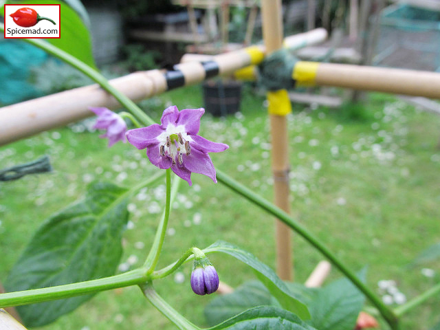 Aji Largo Flower - 16th May 2022