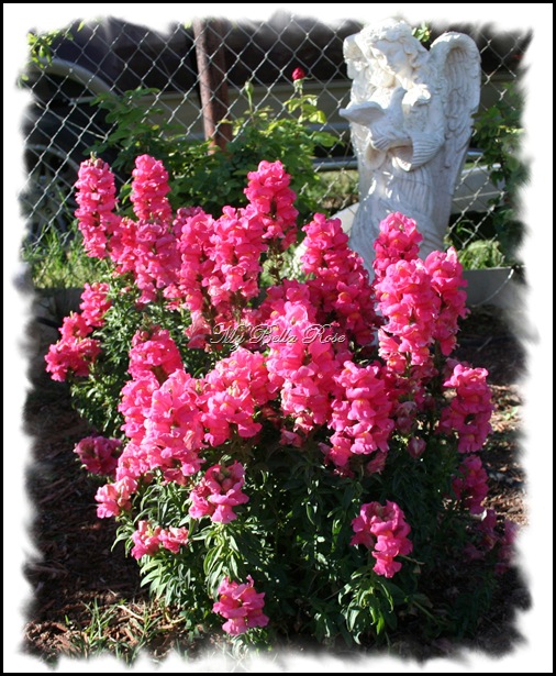 snapdragons