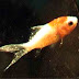 Goldfish Diseases