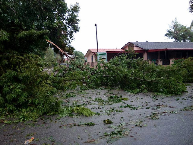 pokok melintang jalan