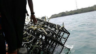 Undip Pasang Atraktor Cumi dan Rumah Ikan Untuk Mencipatakan Daerah Penangkapan Ikan Baru