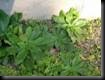 clip_image020