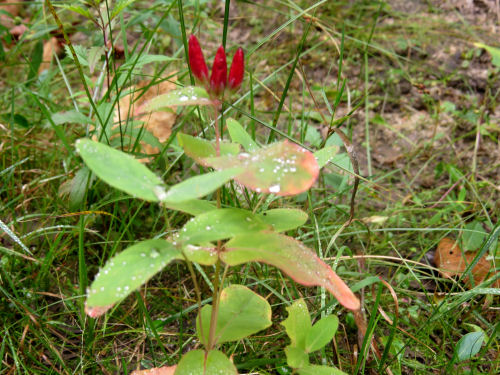 red honeysuckle bud