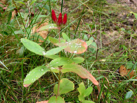 red honeysuckle bud