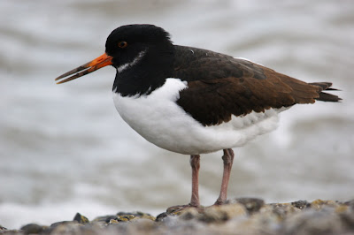 Strânljip - Scholekster - Haematopus ostralegus