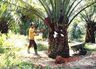 Kelap Sawit on Budidaya Sawit