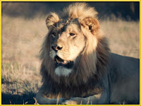 Lion Panthera leo images