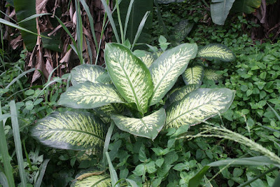 Dieffenbachia seguine - Dumbcane care