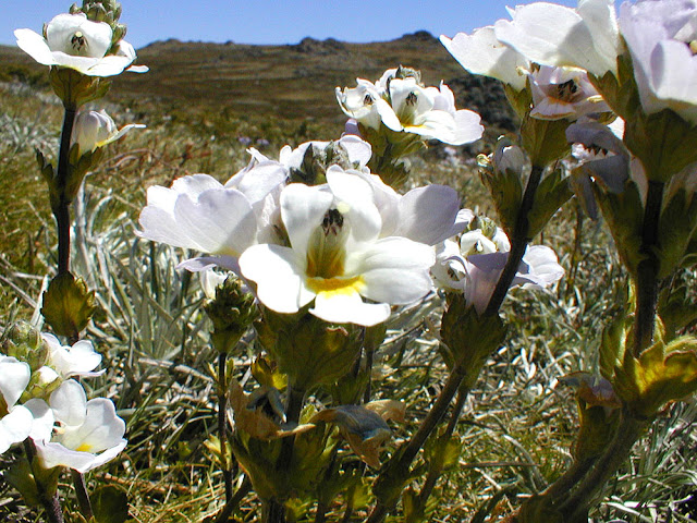 Variable Eyebright Euphrasia collina. Mount Kosciuszko. Australia. Photo by Loire Valley Time Travel.