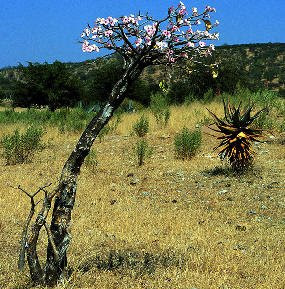 Adenium boehmianum Beautiful Plant Image