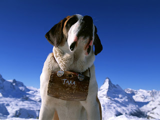 saint bernard dog wallpaper giant breeds dogs info st. bernhardshund bernhardiner animal pets hound