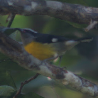 Bananaquit, highway to Maricao, Puerto Rico