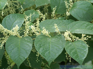 Renouée du Japon - Reynoutria japonica - Fallopia japonica 