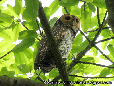 Spotted Wood-owl (Strix seloputo)