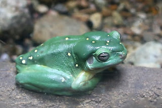 Litoria splendida