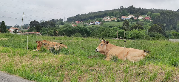 Prados y vacas en los barrios de la Parroquia de San Juan de la Piñera. Asturias.