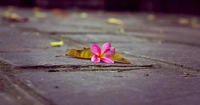 Hoa rơi cửa Phật