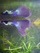 Moscow black guppies. Email ThisBlogThis!Share to TwitterShare to 