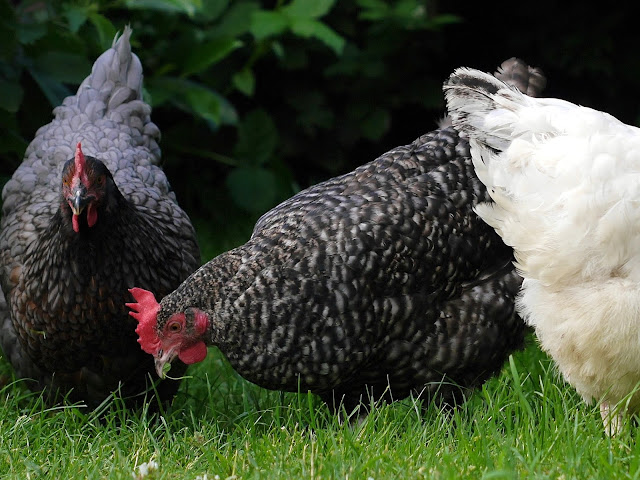 Marans Henne findet Kleeblatt