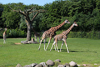 Aalborg Zoo