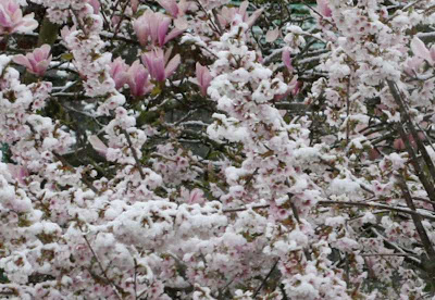 cherry blossom in snow