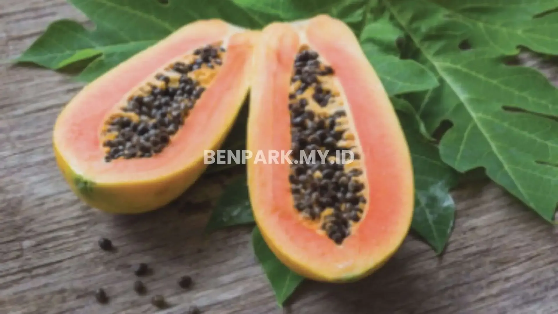 Makanan yang Paling Populer Untuk Kura-Kura Darat